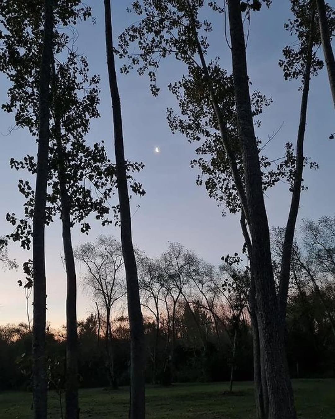 Siluetas de álamos altos contra el cielo del atardecer.