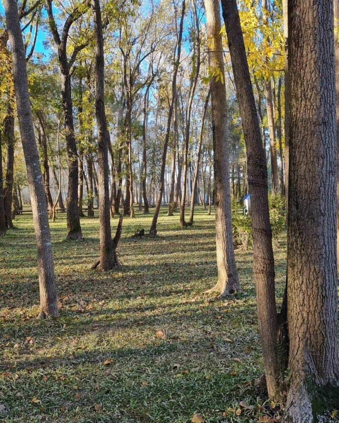 Bosque de álamos altos con el sol entrando entre los troncos.