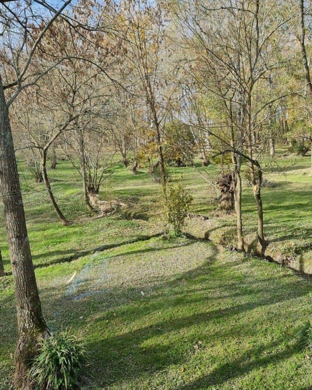 Parque arbolado de la isla al sol.
