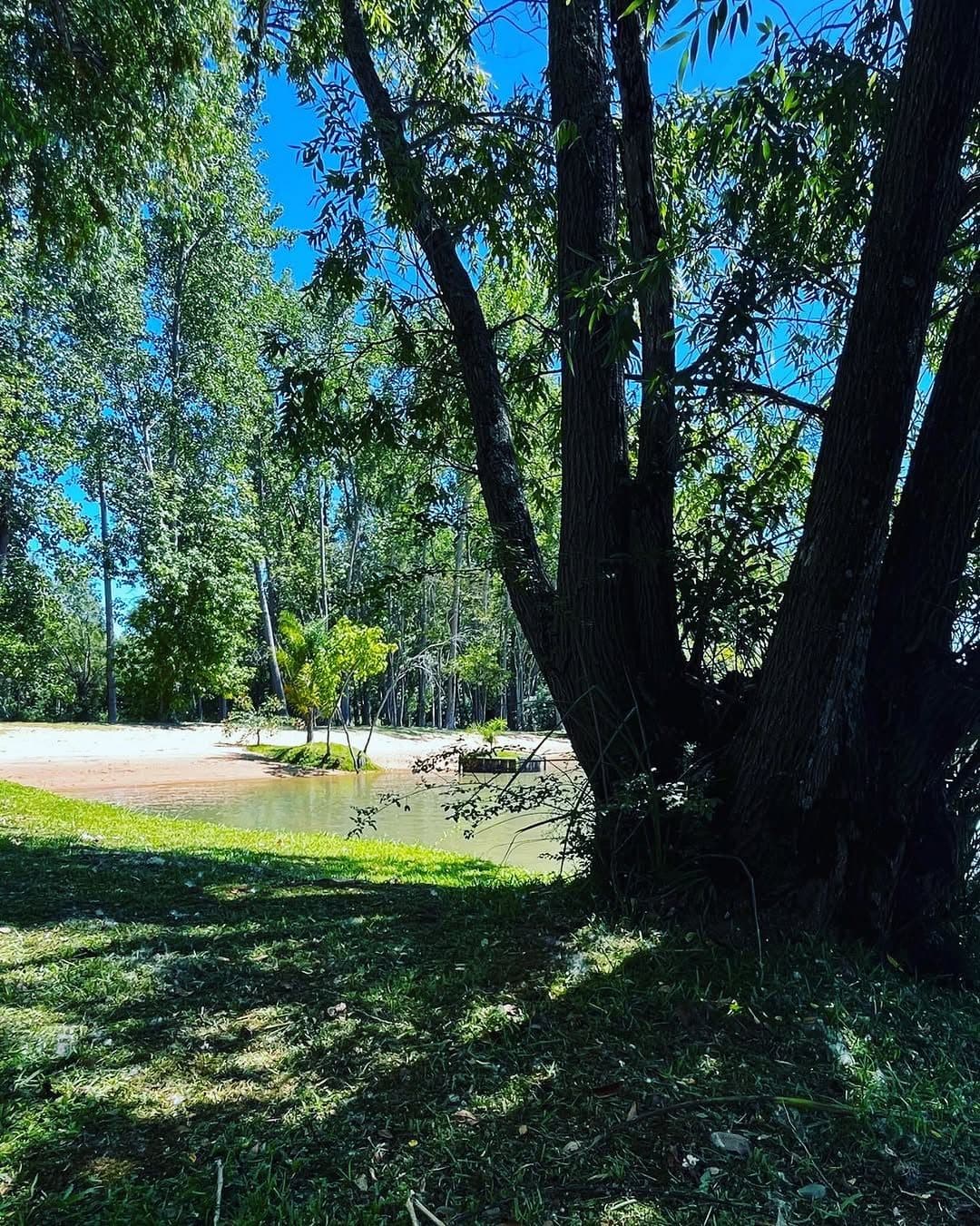 Sombra de un árbol añoso sobre el pasto del bosque.