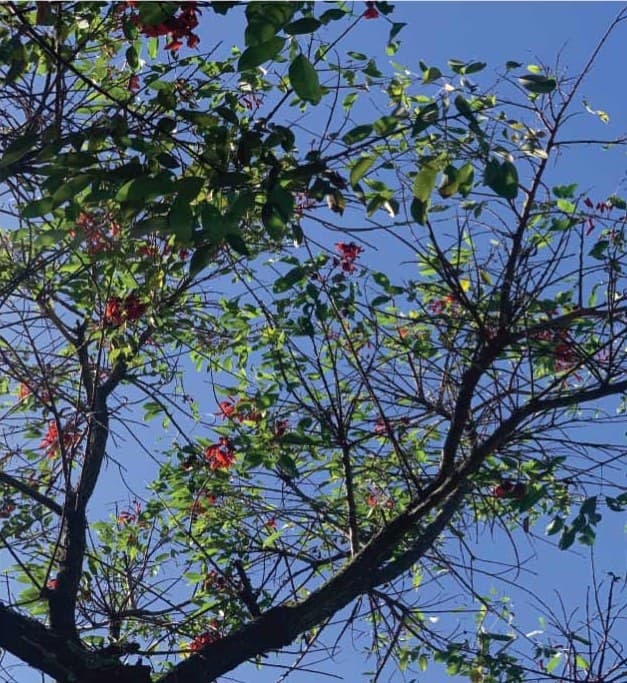 Flores rojas de ceibo entre las ramas, contra el cielo azul.