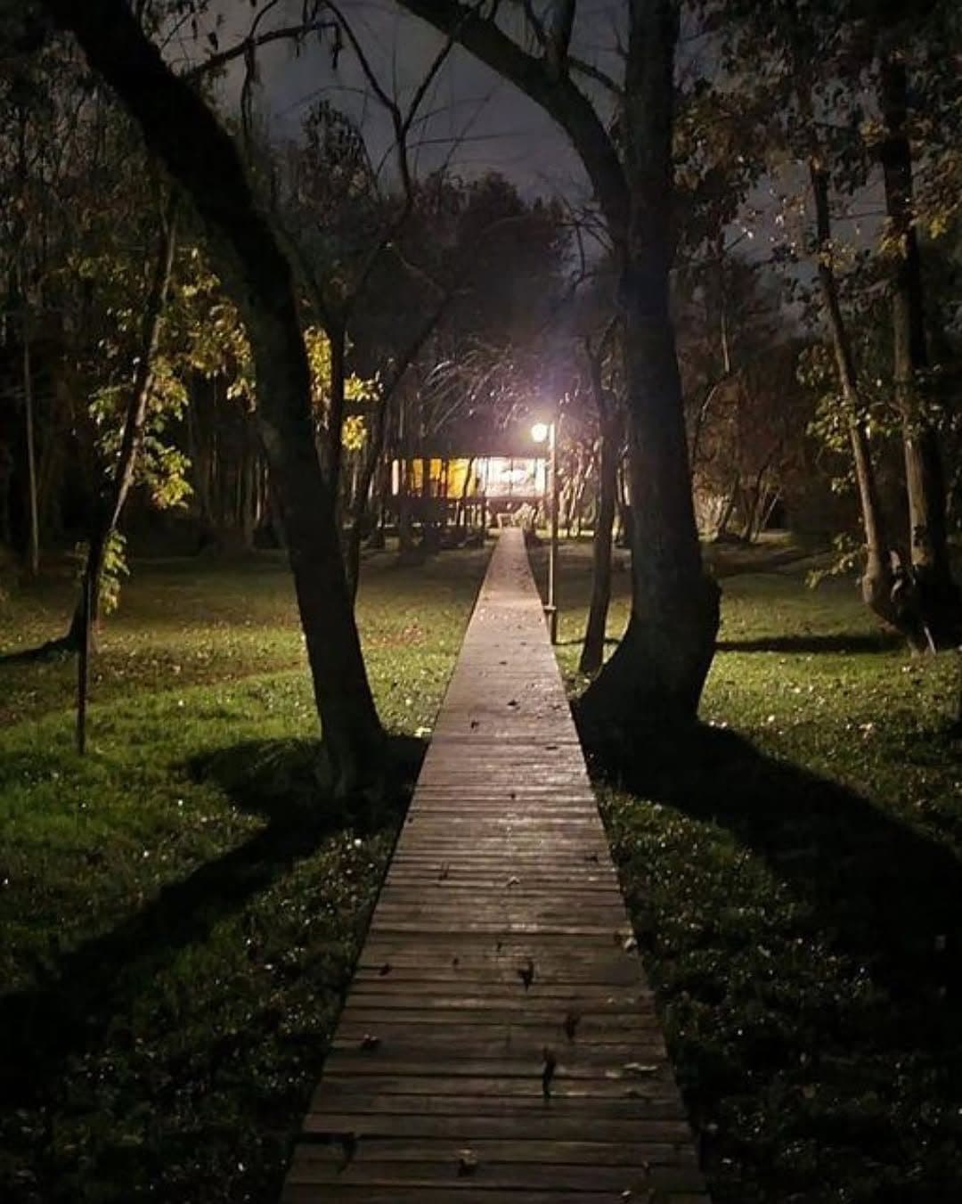Pasarela de madera iluminada entre los árboles, de noche.