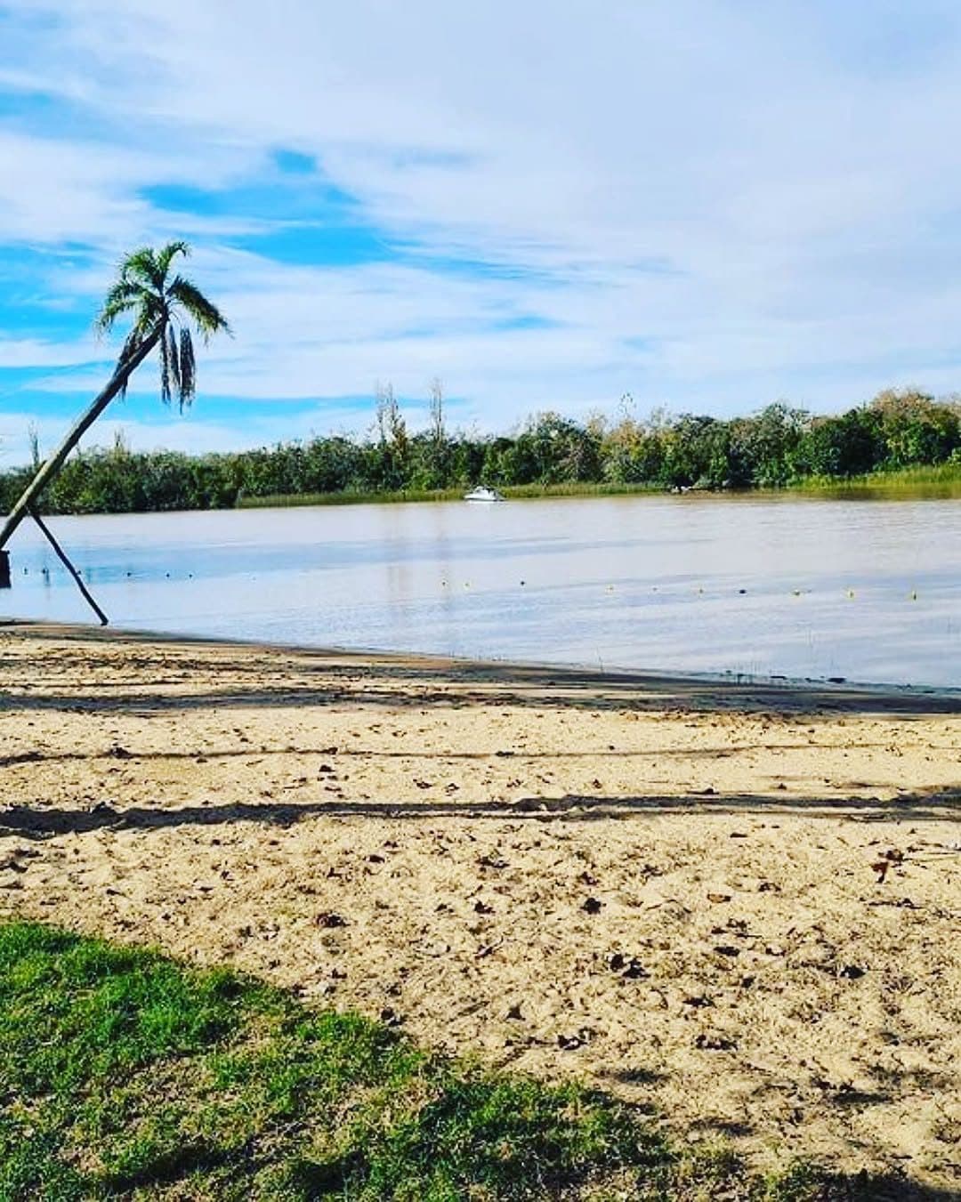 Playa de arena con una palmera inclinada sobre el agua del canal.