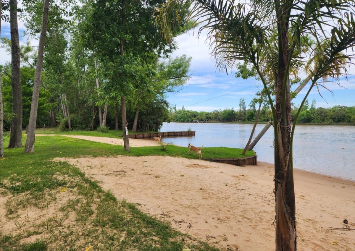 Playa de arena de la isla con una palmera y el canal de fondo.